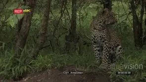 Leopard in forest licking