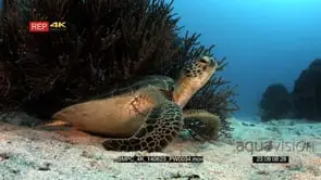 A medium to close up shot of a Green Sea turtle, Chelonia mydas.