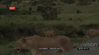 African Lion female and cubs greeting each other