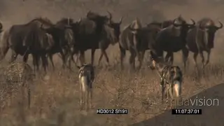 African Wild Dog pack face off with Blue Wildebeest herd surrounding stalking chasing.