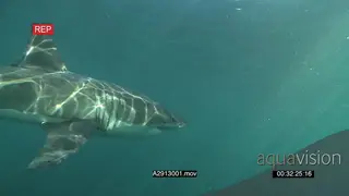 Great white shark gently swimming underwater in ocean turning and passing by camera UW.