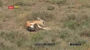 Grant's gazelle female giving birth, calf almost out