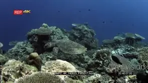 MS of a Hawksbill Turtle swimming over the reef