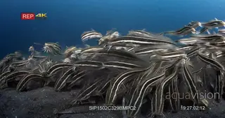 MS to CU of school of striped eel catfish hunting, sucking on the sea sand
