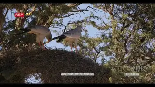 close up shot of two pale chanting goshawks birds melierax canorus on top of a social nest.