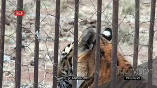Endangered Tiger in captivity