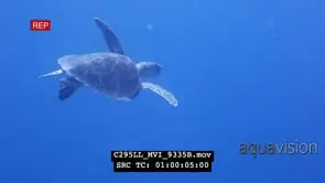 Hawksbill sea turtle on Mbwangawa coral reef