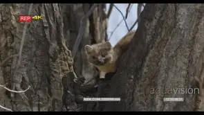 Pine Marten looking around on tree MLS