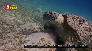 An Extreme Close Up, Tracking shot of a Green Sea Tutle, Chelonia mydas eating…