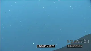 Puffadder Shyshark passing in Kelp Forest UW