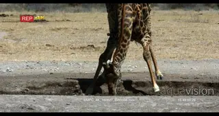 Giraffe drinking water