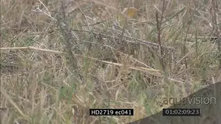 Mozambique Spitting Cobra crawling quickly through grass and disappearing in it ZI MS PAN