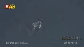 Two Adult and a young Southern right whale courtship behaviour.