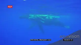 Two (2) Humpback Whale Adults and a calf swimming slowly underwater at surface PROFILE…