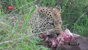 Leopard Feeding on an Impala Kill CU GREEN