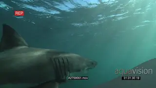 A pair of Great white sharks gently swimming underwater in ocean passing by camera LA LS.