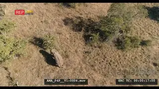 Aerial drone over African elephant feeding off bushes