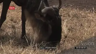 Blue Wildebeest standing on grass and grazing MCU HAND
