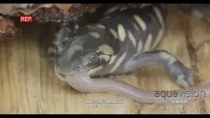 Tiger Salamander laying down on wood biting on a worm HA MS