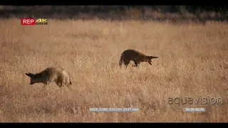 tracking shot of two Bat-eared fox, otocyon mealotis foraging and hunting