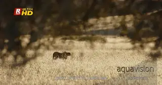 Cheetah standing, scouting and guarding territory.