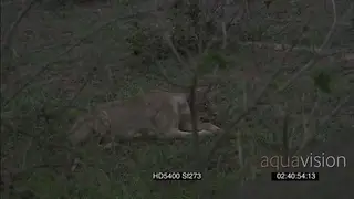 African lioness sneaking stalking African Elephants with calf grazing approaching lioness.