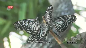 Butterflies Sitting on the tree with [1] flapping wings GOOD LIGHT