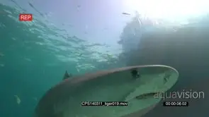 Tiger Shark swimming under boat, divers sitting on ocean floor looking at the Tiger Shark.