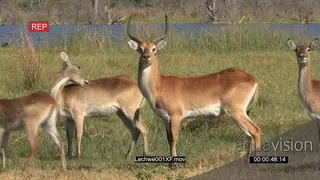 Herd of Red Lechwe standing and looking around MWS