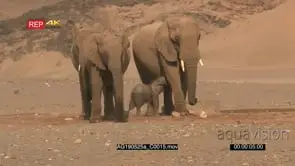 Desert elephant adults protecting a tiny calf around waterhole against strong wind.