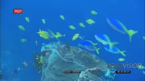 School of various fishes at cleaning station as Bluestreak cleaner wrasses clean fishes