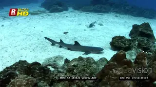 A reveal of a whitetip reef shark resting on the ocean floor then swim away