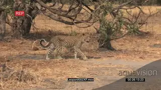 Leopard hunting MWS PROFILE PAN