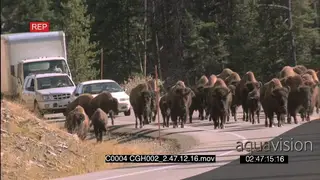 Bison herd walking along tar road followed by vehicles causing traffic