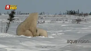Adult female Polar Bear laying down, looking around and cubs suckling from her teats.