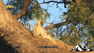 Vervet Monkeys grooming on tree LA MS