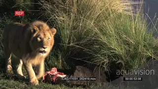 African Lion standing near a kill on riverbank looking around then walking away and.