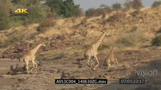 Giraffes standing then start running passing moving chacma baboons LS PAN