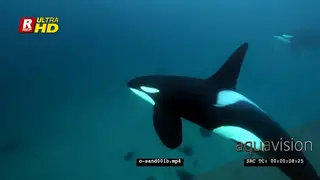 Orca Killer Whales hunting herring in noway UW