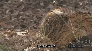 Banded Mongeese eating searching and walking on bushveld MS MLS LS ZI ZO PAN