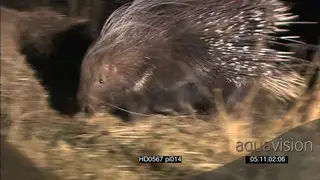 Cape Porcupine appearing from behind thorny bushes foraging patrolling walks into…