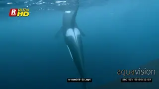 Orca Killer Whales hunting herring in noway UW