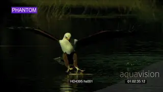 African Fish Eagle flying in hunting catch fish flying off PHANTOM