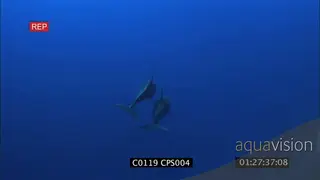 A pair of bottlenose dolphins swimming around UW GENERAL BEHAVIOR