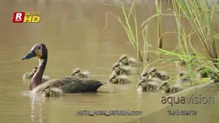 Family of White-faced whistling ducks swimming in body of water and feeding.