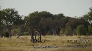 Adult Chacma baboon sitting on top of a tree and looking around
