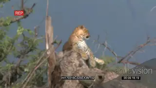 Male Leopard sitting and Resting on a tree bark GENERAL BEHAVIOUR AmCam