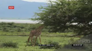 Masai Giraffe walking GREEN LS
