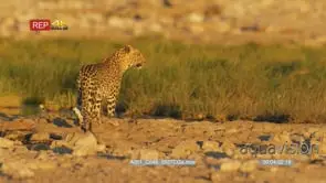 Leopard at the edge of watering hole
