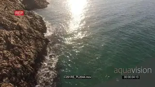 AERIAL Great white sharks hunting patrolling along coastline GOOD LIGHT